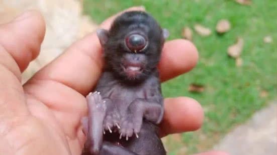 O que é ciclopia? Doença rara fez gato nascer com um olho só em Rondônia - Gilmar Almeida