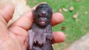 O que é ciclopia? Doença rara fez gato nascer com um olho só em Rondônia - Gilmar Almeida