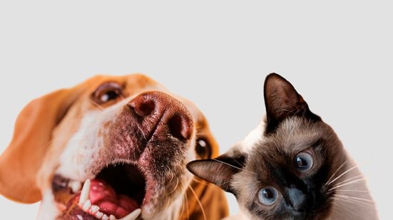 Imagem Como lidar com a ansiedade de separação em cães e gatos?