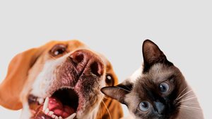 Imagem Como lidar com a ansiedade de separação em cães e gatos?