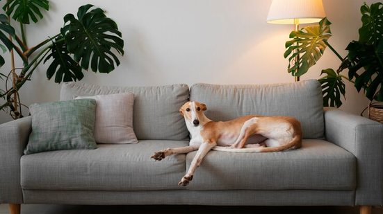 Cão deitado no sofá - Freepik