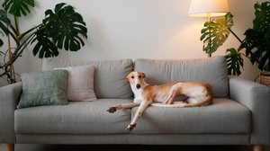 Cão deitado no sofá - Freepik