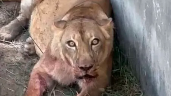 Jovem morreu depois de ser atacado pelo animal em zoológico de João Pessoa; público ficou estarrecido - Foto: Reprodução