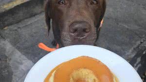 O labrador Pudim - Divulgação
