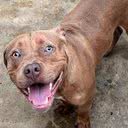 Menino de cinco anos morreu após ataque de pitbull de sete meses no Rio - Secretaria Municipal de Proteção e Defesa dos Animais do Rio de Janeiro