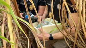 Divulgação / Polícia Civil