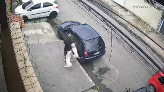 Imagem Pitbulls atacam mulher que caminhava em rua do Rio de Janeiro