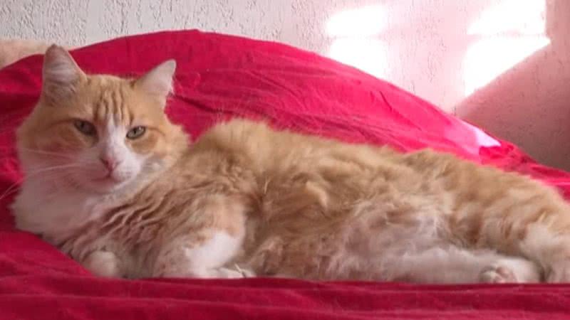 Gato é condenado à 'prisão domiciliar' na França após briga de vizinhos