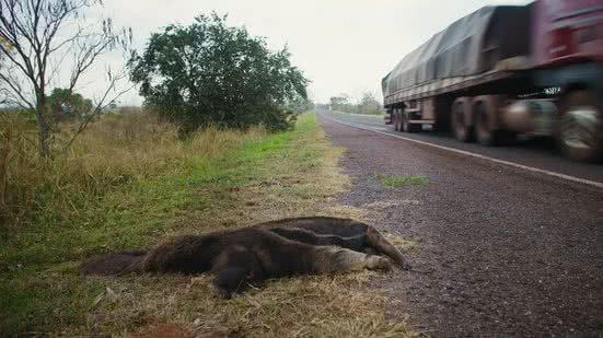 'Carcaça atrás de carcaça': rodovia da morte mata milhares de bichos raros - Divulgação / Documenta Pantanal