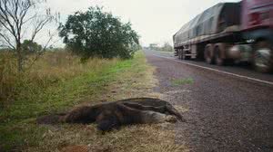 'Carcaça atrás de carcaça': rodovia da morte mata milhares de bichos raros - Divulgação / Documenta Pantanal