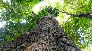 Agência Pará/Divulgação