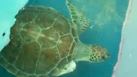 Tartaruga que precisou ter nadadeira amputada será solta em Riacho Doce - Reprodução / Biota