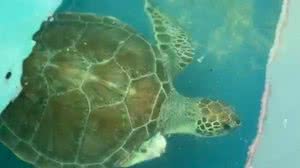 Tartaruga que precisou ter nadadeira amputada será solta em Riacho Doce - Reprodução / Biota