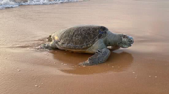 Foto: Cortesia ao TNH1