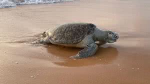 Foto: Cortesia ao TNH1