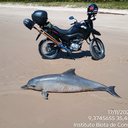 Carcaça do animal será recolhida para exames - Foto: Cortesia Biota