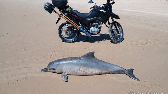 Carcaça do animal será recolhida para exames - Foto: Cortesia Biota