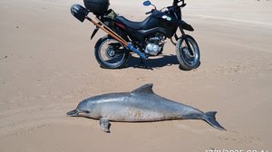 Carcaça do animal será recolhida para exames - Foto: Cortesia Biota