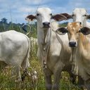 Criminoso se passava por agente do governo para aplicar golpes na compra de gado, no interior de Alagoas - Foto: Agência Pará