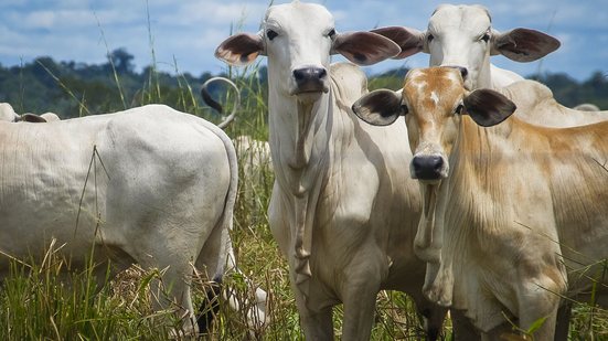 Criminoso se passava por agente do governo para aplicar golpes na compra de gado, no interior de Alagoas - Foto: Agência Pará