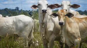 Criminoso se passava por agente do governo para aplicar golpes na compra de gado, no interior de Alagoas - Foto: Agência Pará