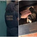 Foto: Polícia Federal / Divulgação