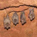 Foto: Reprodução/Fiocruz Pernambuco