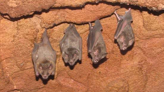 Foto: Reprodução/Fiocruz Pernambuco