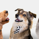 Foto: Reprodução/Freepik