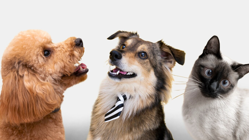 Foto: Reprodução/Freepik