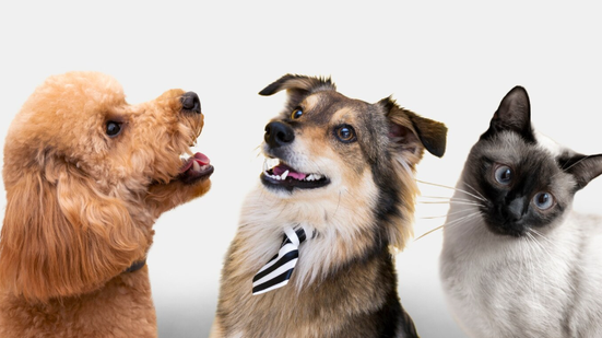 Foto: Reprodução/Freepik