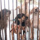 Imagem Conheça todos os serviços disponíveis no CCZ, em Maceió