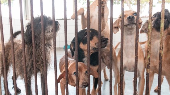 Imagem Conheça todos os serviços disponíveis no CCZ, em Maceió