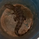 Animal foi resgatado por um popular, que acionou os órgão competentes - Foto: Reprodução