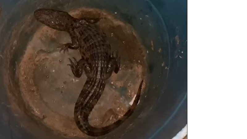 Animal foi resgatado por um popular, que acionou os órgão competentes - Foto: Reprodução