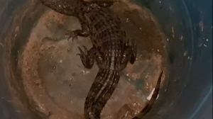 Animal foi resgatado por um popular, que acionou os órgão competentes - Foto: Reprodução