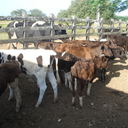 Doença pode ser transmitida para o homem, principalmente quando ocorre o manejo de animais contaminados - Foto: Ascom Adeal