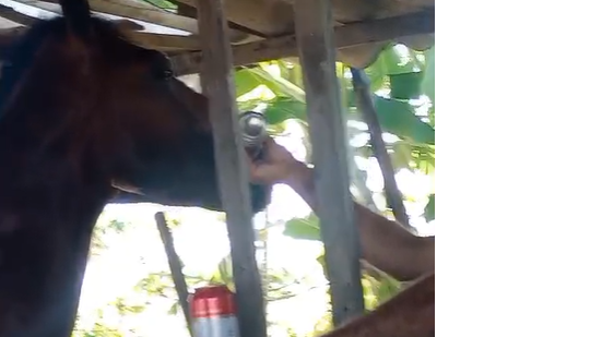 Imagem Maus-tratos: homem é flagrado dando bebida alcoólica a cavalo em Rio Largo; veja vídeo