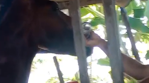 Imagem Maus-tratos: homem é flagrado dando bebida alcoólica a cavalo em Rio Largo; veja vídeo