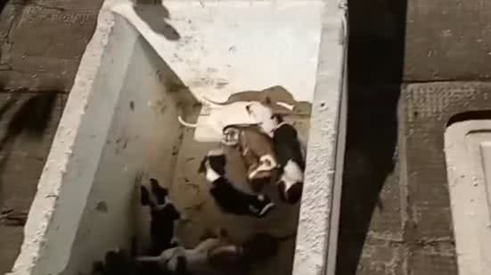 Foto: Reprodução/Arquivo Pessoal