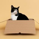 Imagem Porque gatinhos gostam tanto de caixa de papelão?
