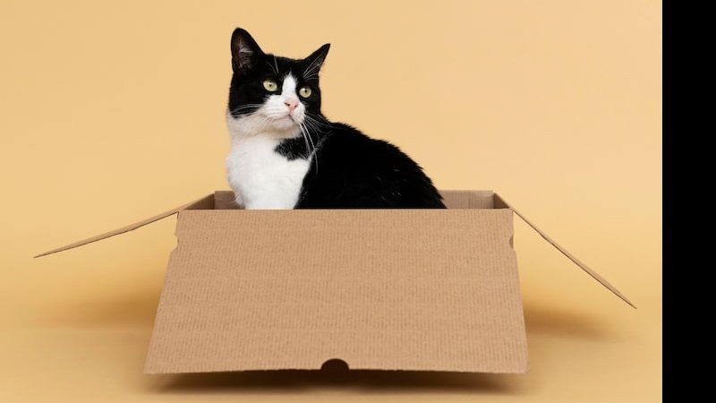 Imagem Porque gatinhos gostam tanto de caixa de papelão?