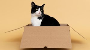 Imagem Porque gatinhos gostam tanto de caixa de papelão?