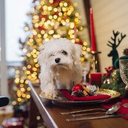 Imagem O que dar ao seu bichinho de estimação em dia de Ceia de Natal?