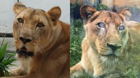 Foto: Reprodução/Redes Sociais