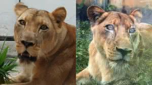 Imagem Laudo do IML aponta que jovem foi atacado no pescoço por leoa; corpo não foi devorado