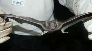 Imagem meramente ilustrativa - Divulgação / Governo de SC