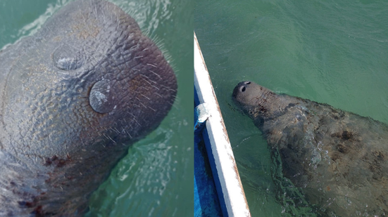 Divulgação / Instituto Biota