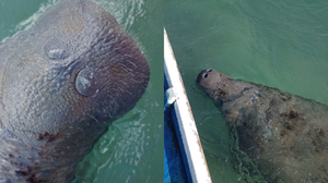 Divulgação / Instituto Biota