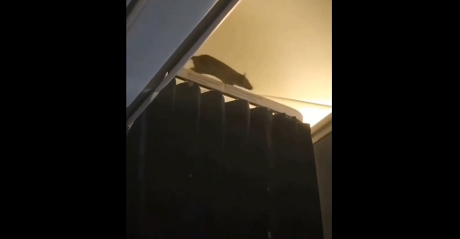 Foto: Reprodução/X